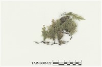 藏品(平枝苔)的圖片